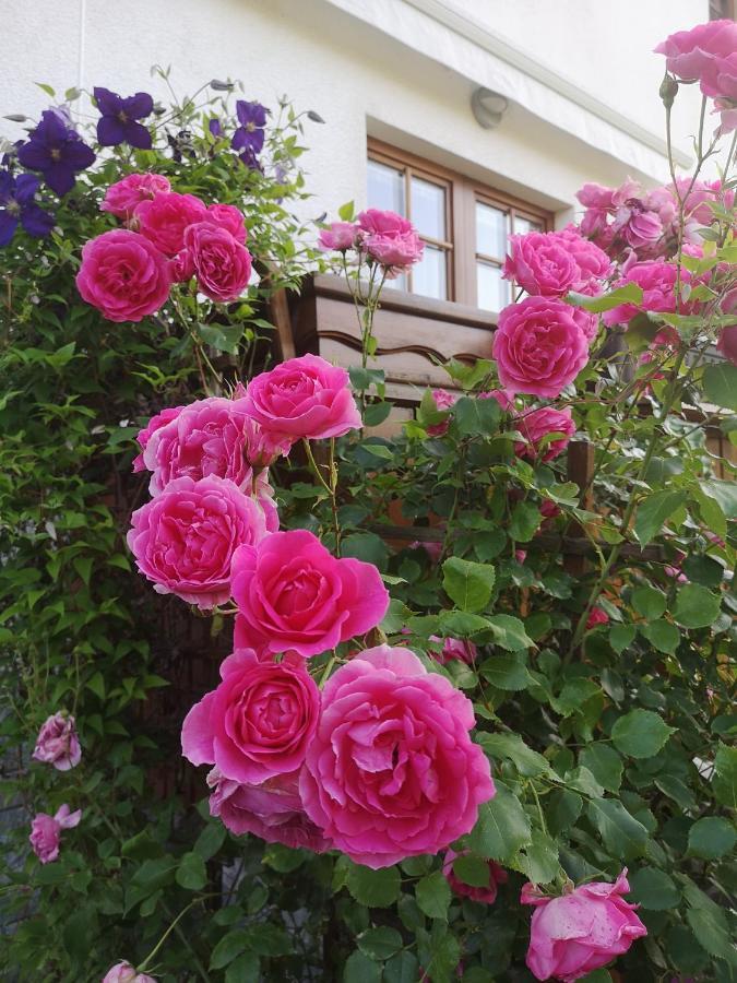 Apartmaji Volf Zgornje Gorje ภายนอก รูปภาพ